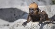 Besançon : naissance rarissime d'un petit singe Langur de François