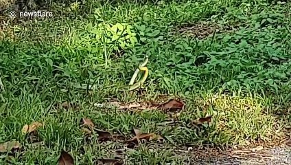 Male rat snakes seen fighting over female