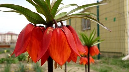 Ters laleler gecikmeli açtı