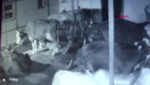 AKSARAY Elektrik akımına kapılan 23 inek telef oldu
