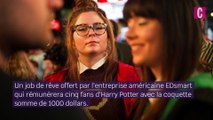 Job de rêve : être payé pour regarder les films Harry Potter et Animaux Fantastiques