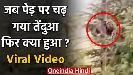 Viral Video: बंदर की तरह पेड़ पर चढ़ गया तेंदुआ, फिर किया कुछ ऐसा | वनइंडिया हिंदी