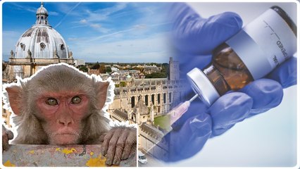 ஆக்ஸ்போர்டு கொரோனா தடுப்பூசி...குரங்குகள் உடலில் வேலை செய்கிறது