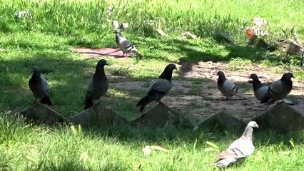 Korona virüs sonrası dünyaca ünlü şelale kendini yeniledi eşsiz görüntüler oluştu