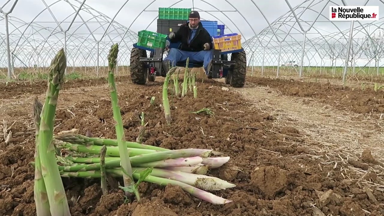 VIDEO. Asperges vertes de Loir-et-Cher : année doublement atypique
