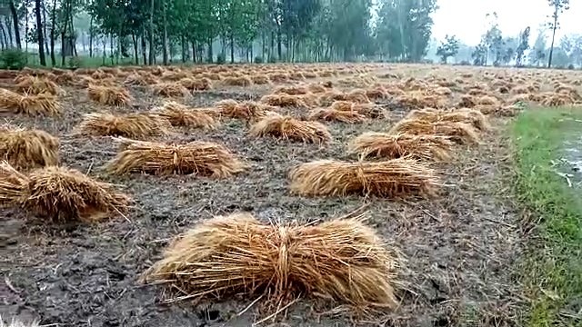 शामली सहारनपुर में मौसम ने ली करवट किसानों का भारी नुकसान