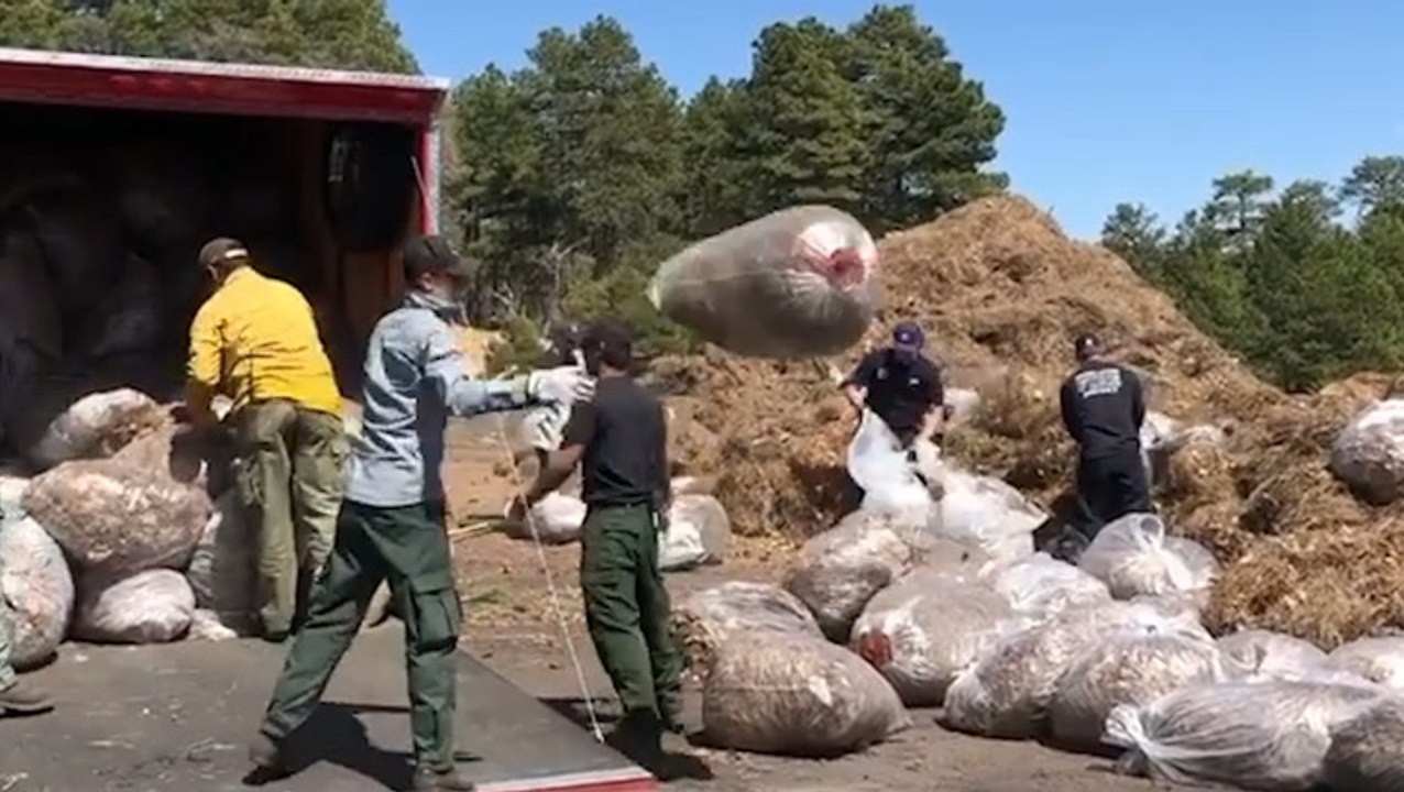 Pine debris removed in effort to prevent wildfires