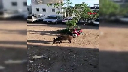 MUĞLA Yaban domuzunu elleriyle besleyip ismini 'Fadime' koydular