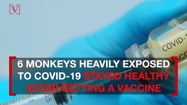 Monkeys Given Oxford Vaccine After COVID-19 Exposure Didn’t Catch Virus, Human Trials Begin