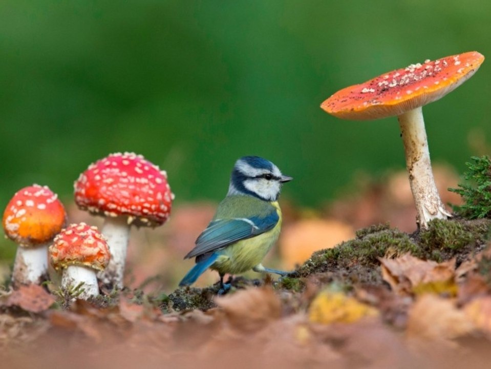 So kannst du helfen: Grund des Massensterbens der Blaumeise entdeckt