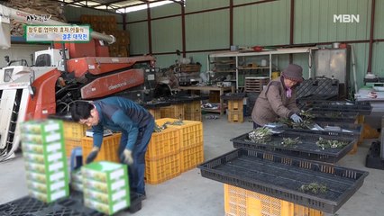 참두릅 출하를 하면서도 엄마부터 챙기는 효자 아들이 있다?!