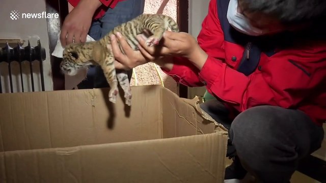 Female liger and male tiger give birth to three babies for first time in China