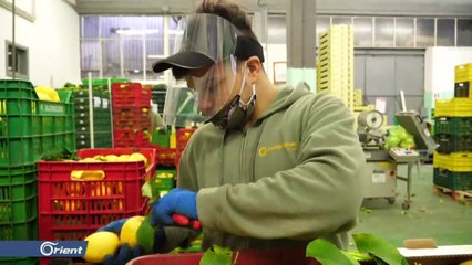 ازدياد الطلب على أيمون أمالفي الإيطالي لمواجهة كورونا