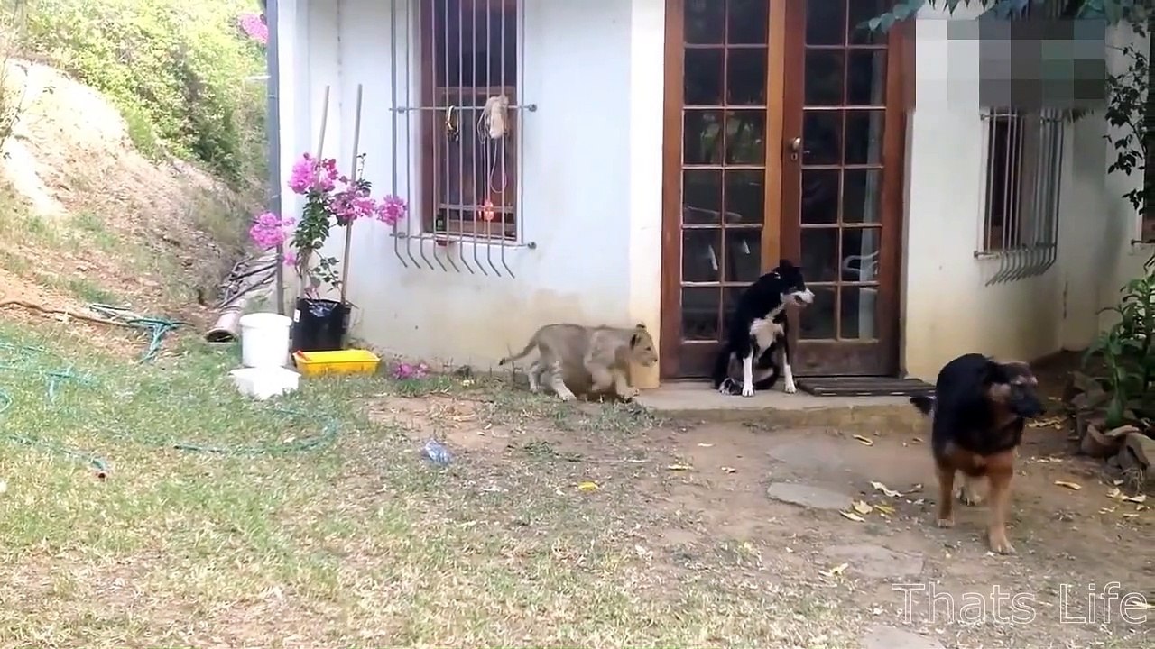 If your pet can talk #7