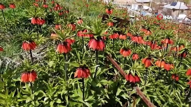 Ziyaretçisiz kalan ters laleler, sesiz bir görsel şölen sunuyor