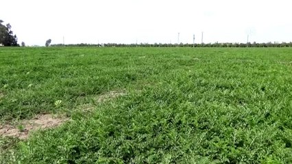 Açık alanda ilk karpuz hasadı yapıldı