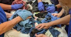 En Australie, une chienne a donné naissance à...21 chiots !