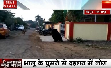 Maharashtra: दुर्गापुर के रिहायशी इलाके में घुसा भालू, लोगों में खौफ