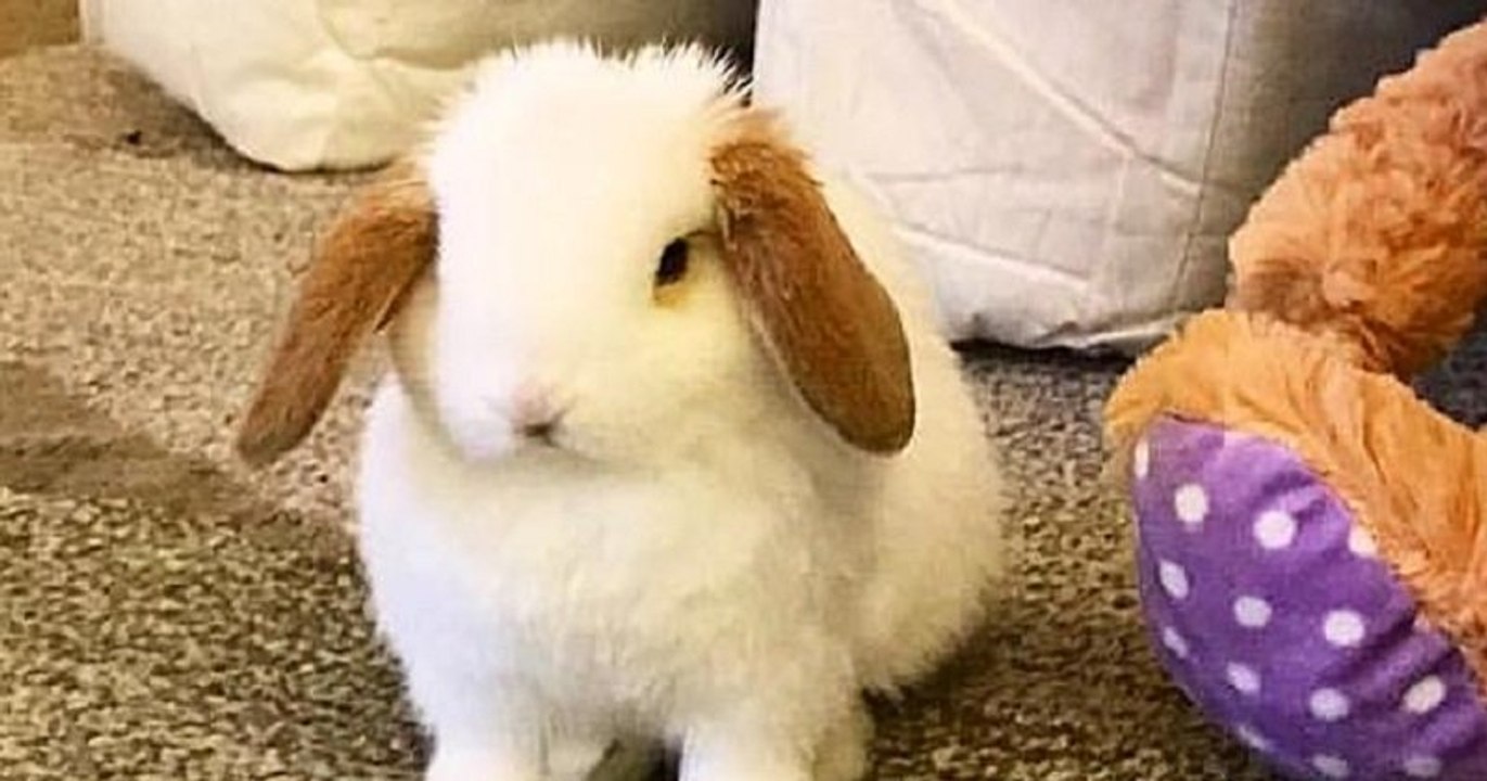 Mr Noodle Soup est un adorable lapin aux petites oreilles