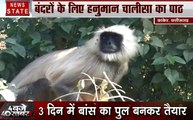 Chhattisgarh: सुनसान टापू पर फंसे 100 से ज्यादा बंदर, कुछ बंदरों का किया गया रेस्क्यू
