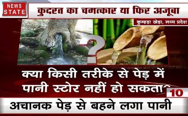 मध्य प्रदेश में एक पेड़ से निकल रहा नर्मदा का जल, सोशल मीडिया पर खूब हो रहा वायरल