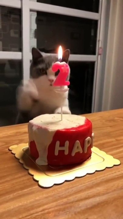 Ce chat souffle sa bougie d'anniversaire à sa façon... Joli