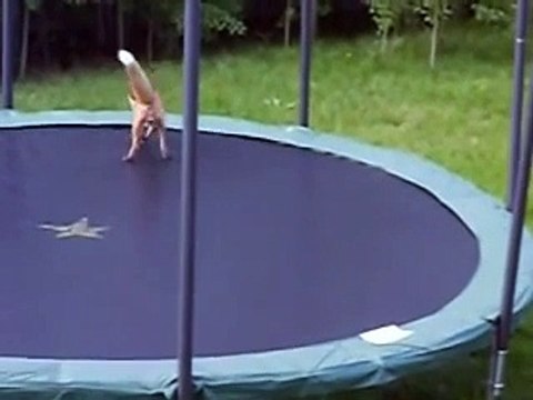 Des renards découvrent les joies du trampoline
