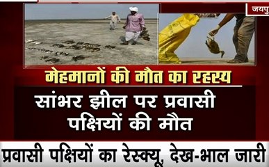 Rajasthan: सांभर झील के पास 23 हजार प्रवासी पक्षियों की मौत, इंसानों में बढ़ा इन्फेक्शन का खतरा