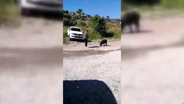 Bodrum'da bir hayvansever şehre inen yaban domuzunu ekmekle besledi