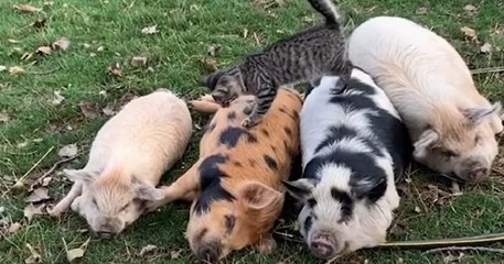 Ce chat est le meilleur ami des animaux de la ferme