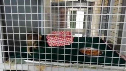 Vatandaşlar tarafından bulunan yavru tilki korumaya alındı