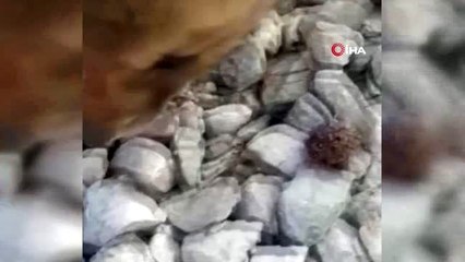 Yavru Kızıltilki barınağa teslim edildi