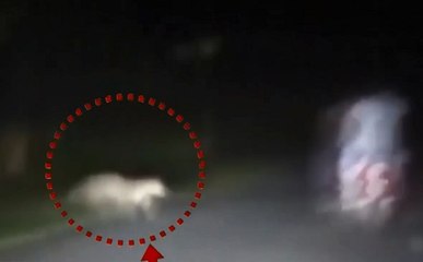 हरिद्वार के लोगों में आदमखोर गुलदार का खौफ, सड़क पर चलते लोगों को बना रहा अपना निवाला