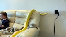 Avez-vous déjà vu un Python qui baille...