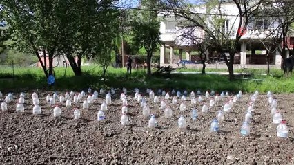 Fideleri zarar görmesin diye pet şişelerle koruyor