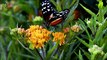 Beautiful Butterflies - How do butterflies suck flower (4X zoom) BUTTERFLY EFFECT (Official Video)
