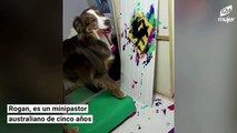 Un perro con talento crea hermosos retratos de colores