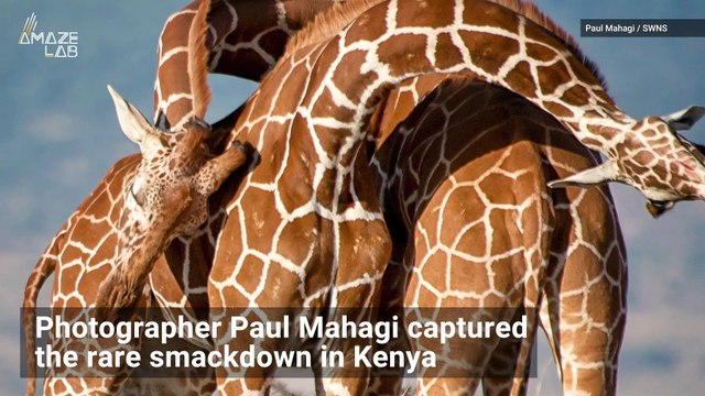 See Giraffes Battle for Alpha Male in Brutal Neck-Knocking Showdown