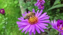 Honey Bees Make Honey ... and Bread? | Naturelife Relaxation and How bees turn nectar into honey?Bee
