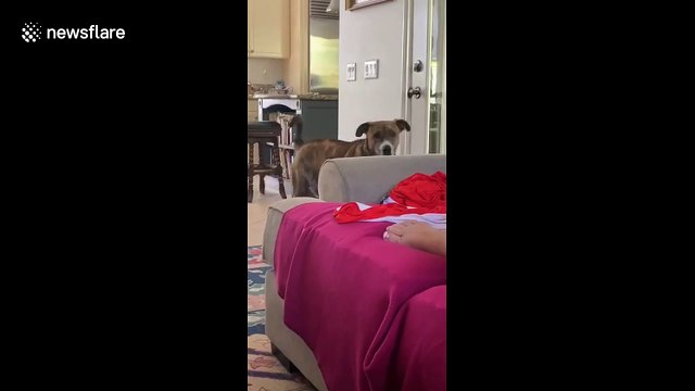 'Doggy meltdown' Quarantined dog in California throws a tantrum over neighbor dog