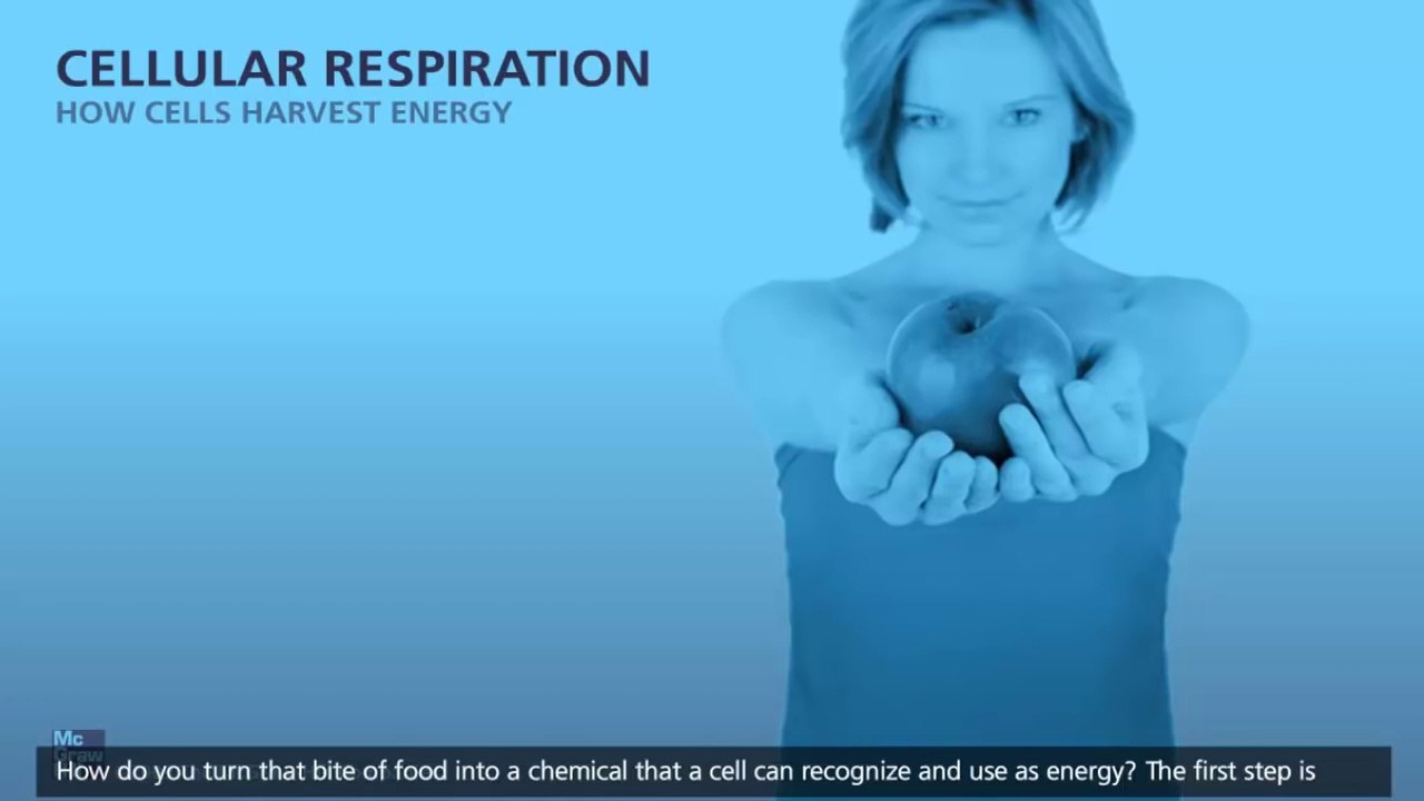 Cellular Respiration, Glycolysis, Krebs cycle, Electron Transport [3D Animation]