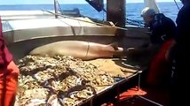 Puglia: squalo predatore pescato a largo di Manfredonia. Liberato subito