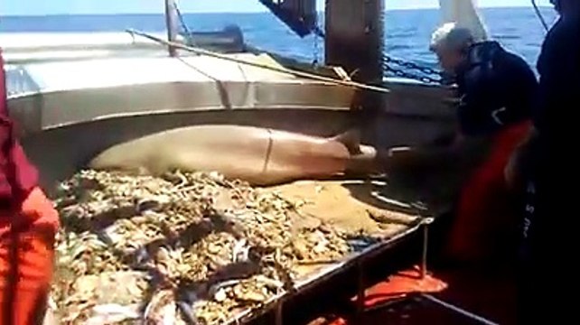 Puglia: squalo predatore pescato a largo di Manfredonia. Liberato subito