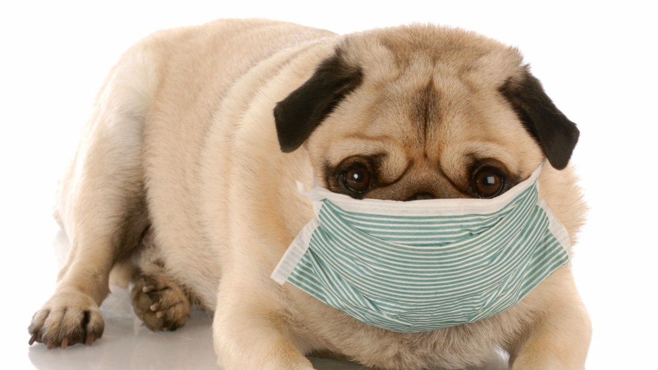 Dog In U.S.Tests Positive For Coronavirus