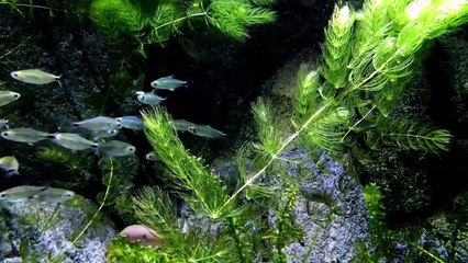 Beautiful fishes at beach with music