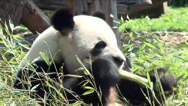 Reopening of the Berlin Zoo offers a 'sense of normalcy' to city residents