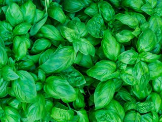 Basil Is the Easiest Thing You Can Grow Right Now