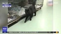 [이슈톡] 베트남 '검은 고양이' 대량 희생 위기