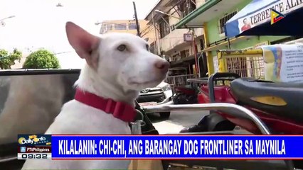Kilalanin: Chi-Chi, ang barangay dog frontliner sa Maynila