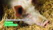 Mi activismo por los animales: Cerdos en libertad